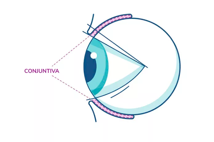 Ilustración de la conjuntiva