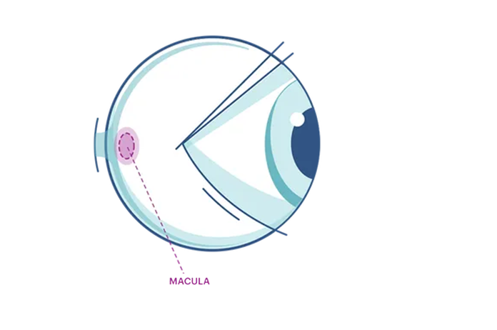 Illustrazione di un occhio che evidenzia la macula