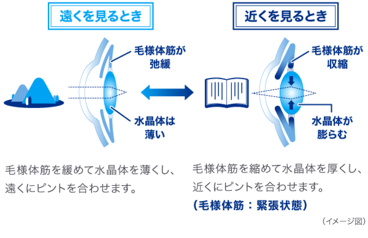 遠くを見るとき 近くを見るとき