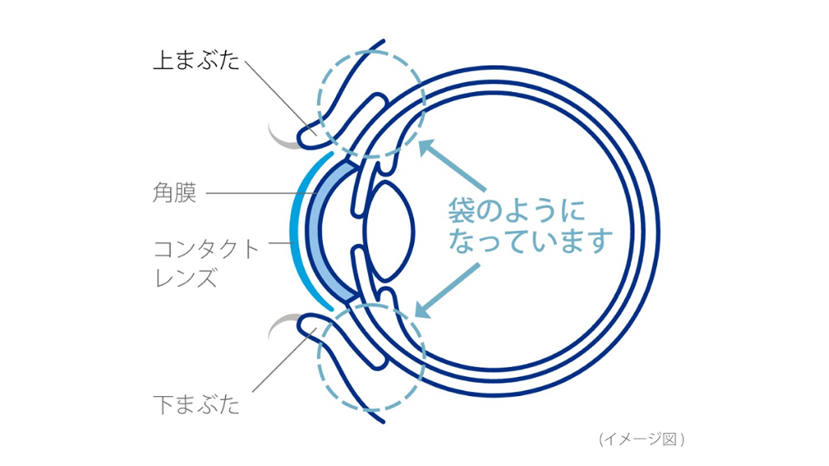 （イメージ図）目の構造