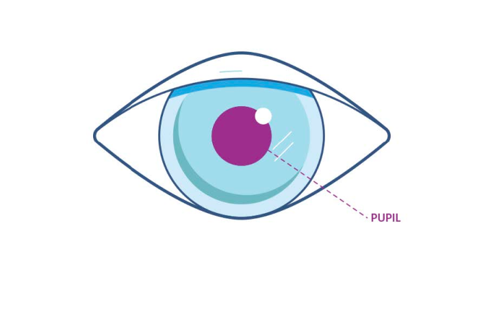 An illustration showing where the pupil is in the eye.