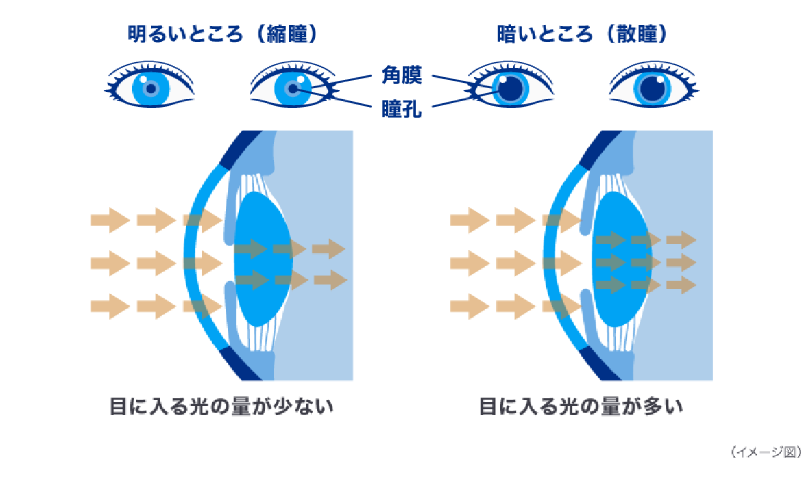 明るいところ（縮瞳）　暗いところ（散瞳）