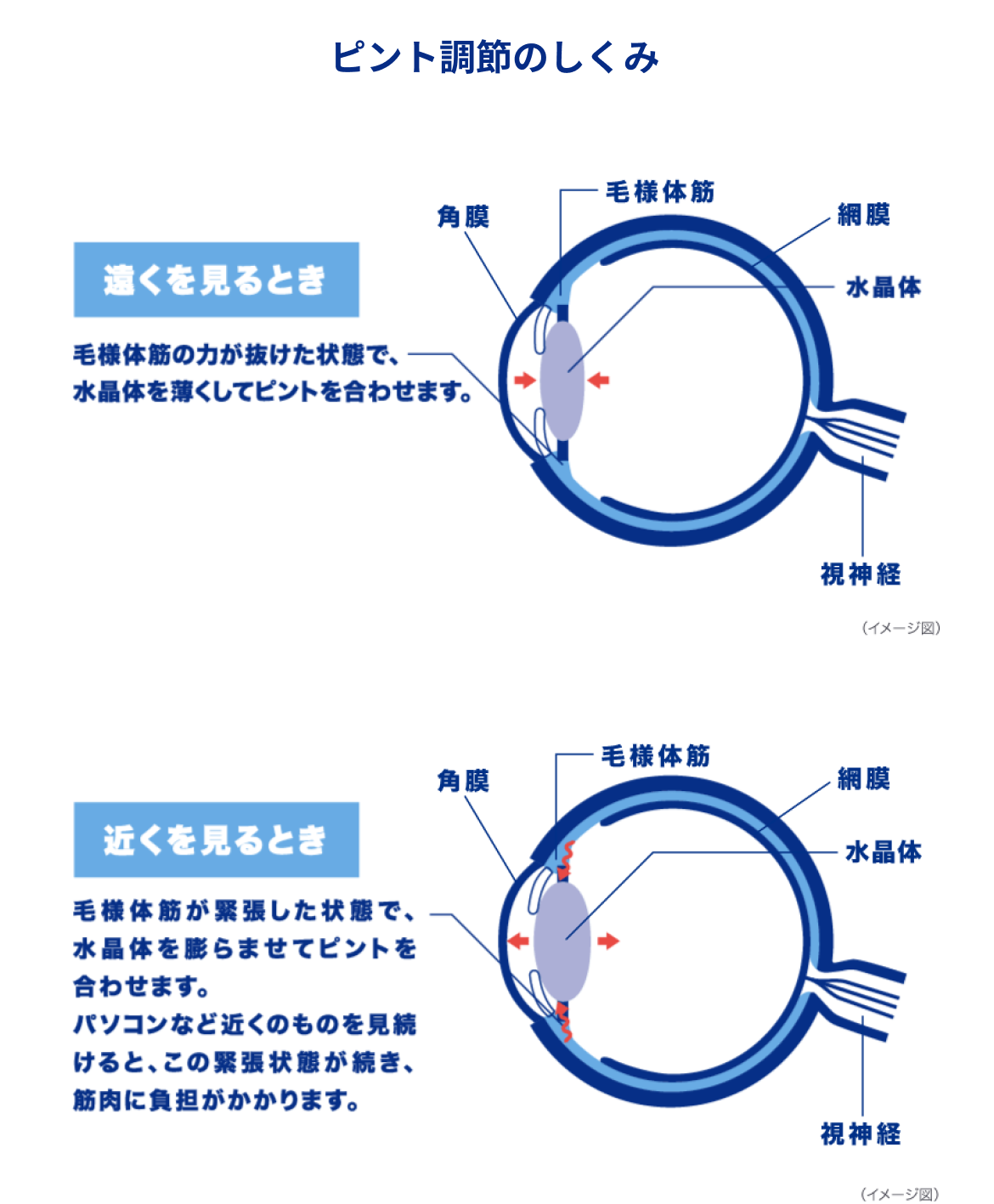 遠くを見るとき　近くを見るとき　イメージ図