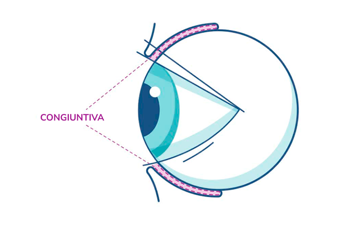 Illustrazione di un occhio che evidenzia la congiuntiva