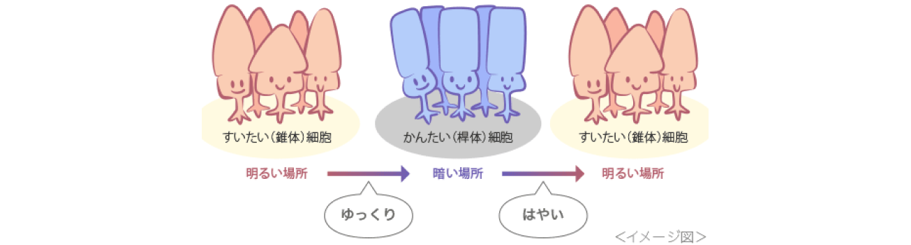 錐体細胞　桿体細胞　イメージ図