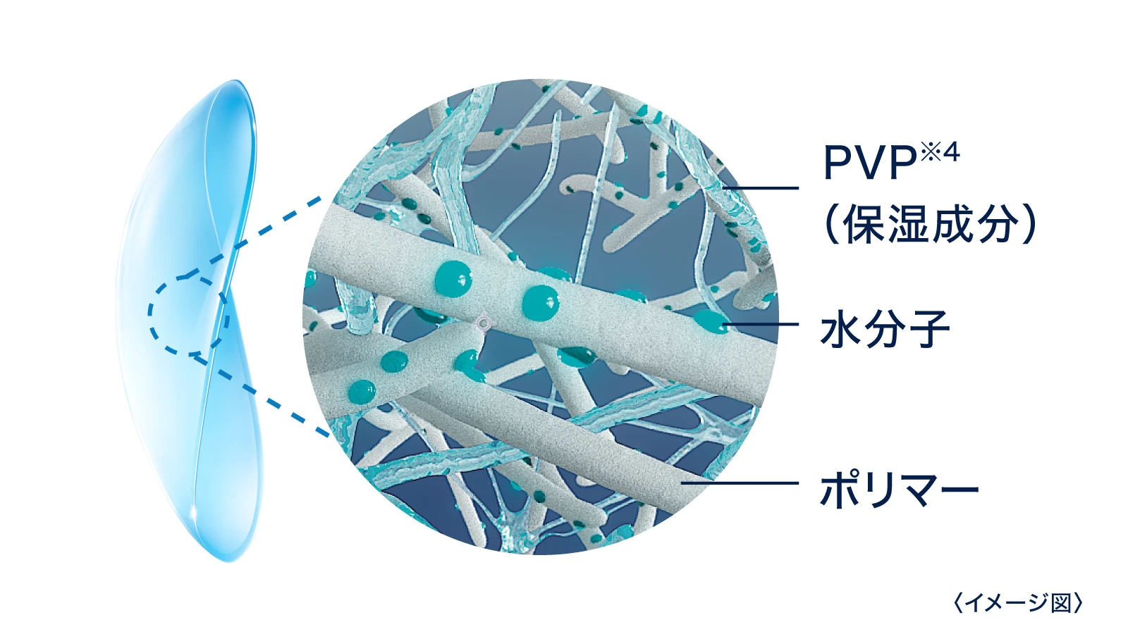 イメージ図：PVP（保湿成分）、水分子、ポリマー