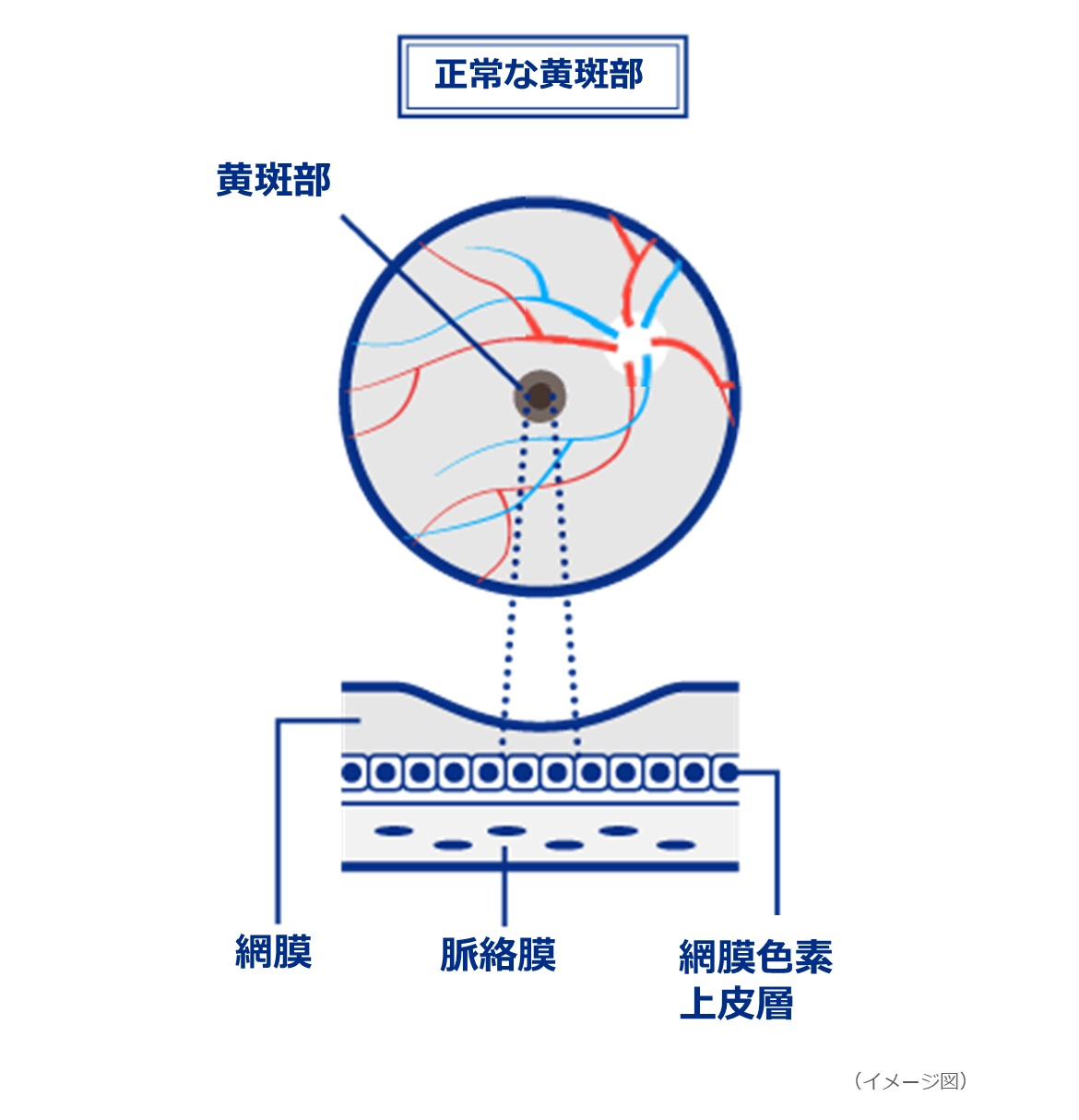 正常な黄斑部