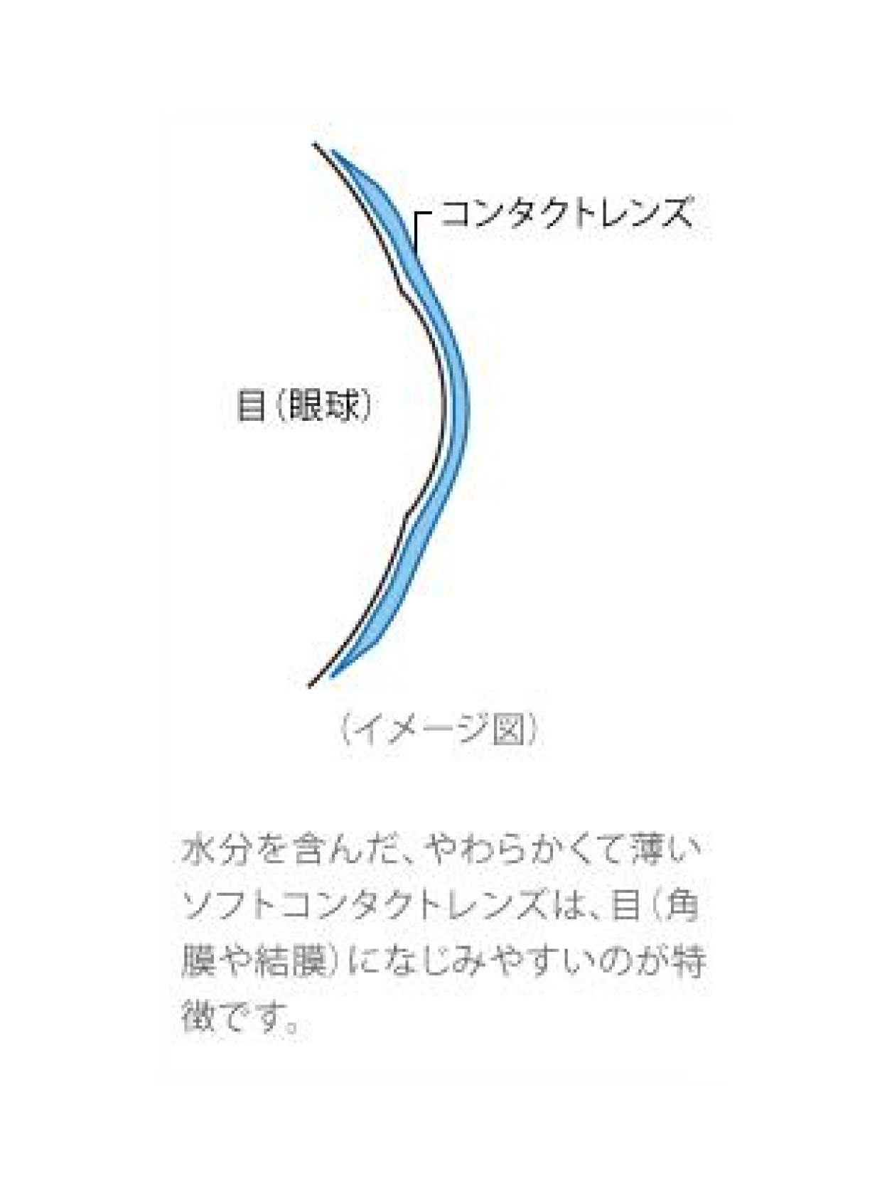 水分を含んだ、やわらかくて薄いソフトコンタクトレンズは、目（角膜や結膜）になじみやすいのが特徴です。