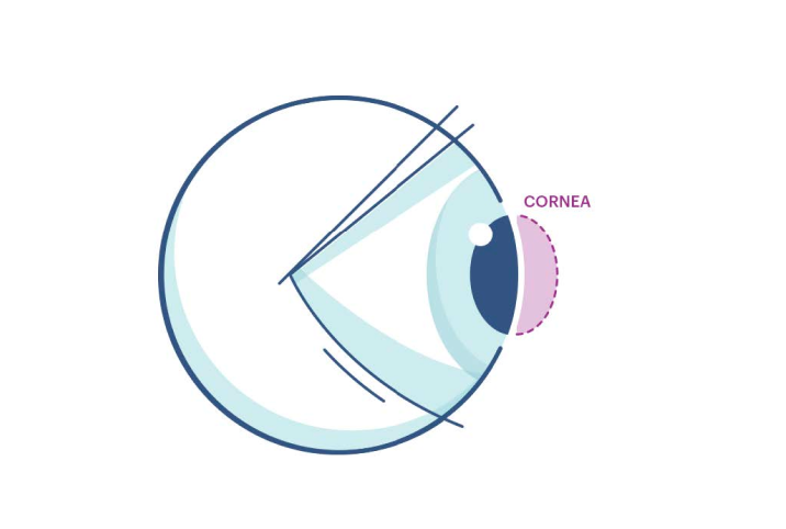 An illustration showing where the cornea is in the eye.