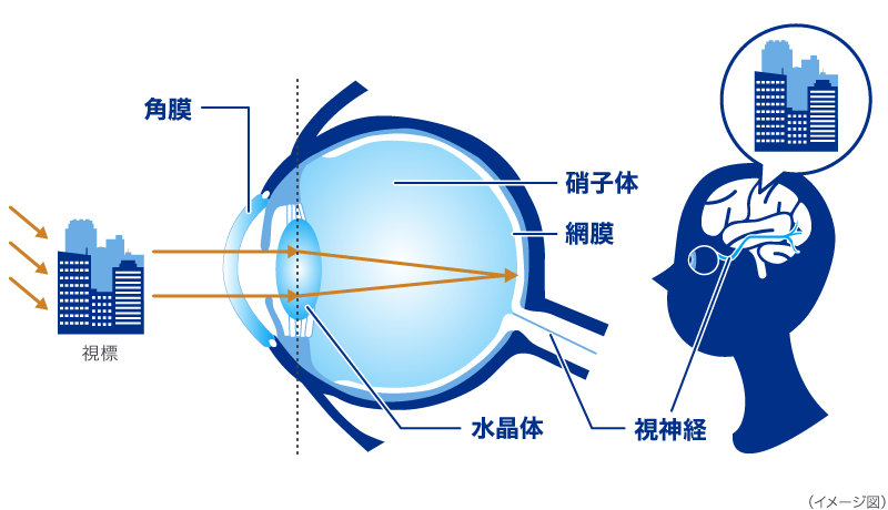 ものを見るプロセス イメージ図 ものを見るプロセス イメージ図