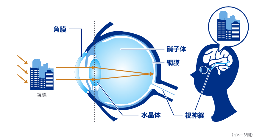 ものを見るプロセス イメージ図