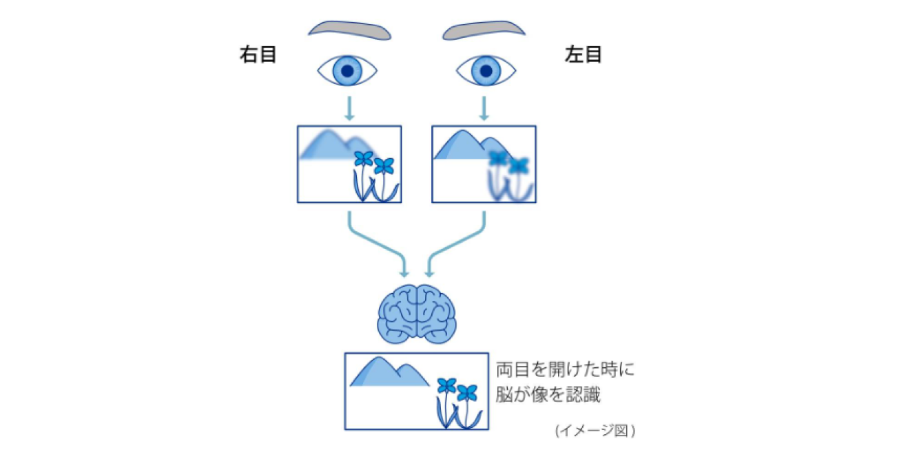 右目 左目 両目を開けたときに脳が像を認識 イメージ図