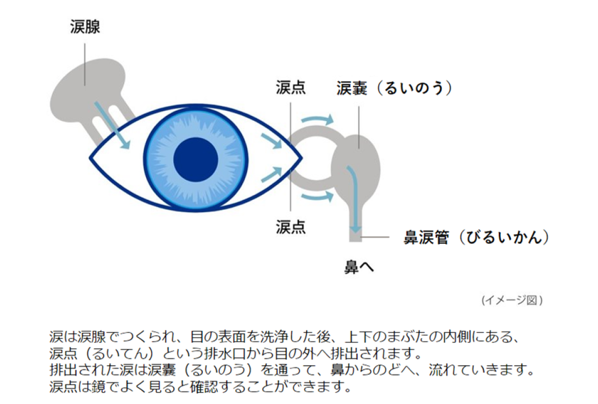 涙は涙腺でつくられ、目の表面を洗浄した後、上下のまぶたの内側にある、涙点（るいてん）という排水口から目の外へ排出されます。排出された涙は涙嚢（るいのう）を通って、鼻からのどへ、流れていきます。涙点は鏡でよく見ると確認することができます。