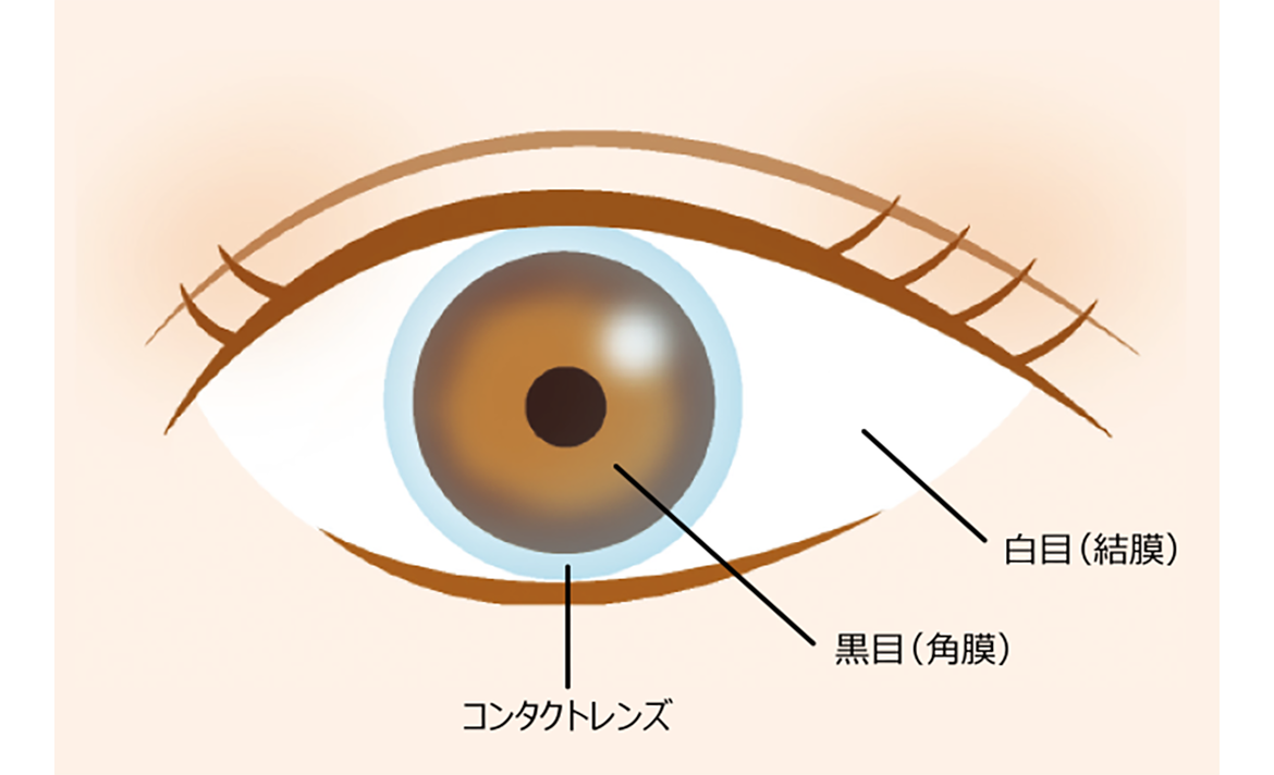 角膜・隣接する結膜のイメージ図