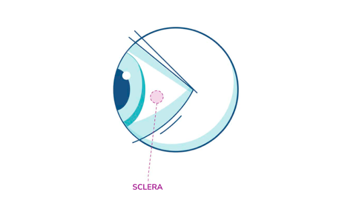 Illustratie van elk oog dat de sclera benadrukt