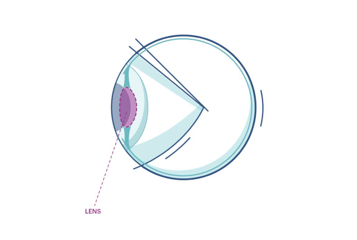 Illustration of any eye highlighting the lens