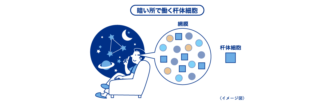 暗い所で働く杆体細胞 イメージ図