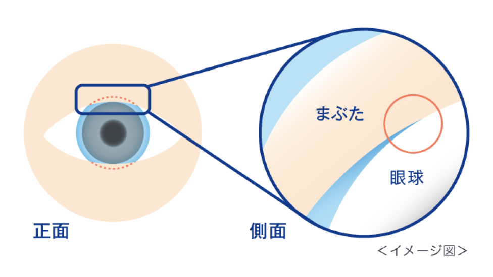 正面　側面　まぶた　眼球