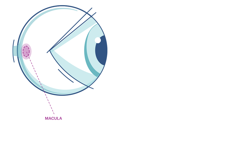 An illustration showing where the macula is in the eye.