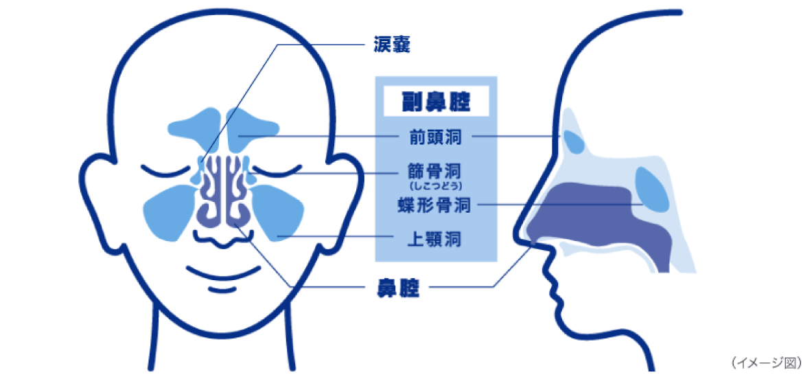 涙襄　副鼻腔　鼻腔　イメージ図