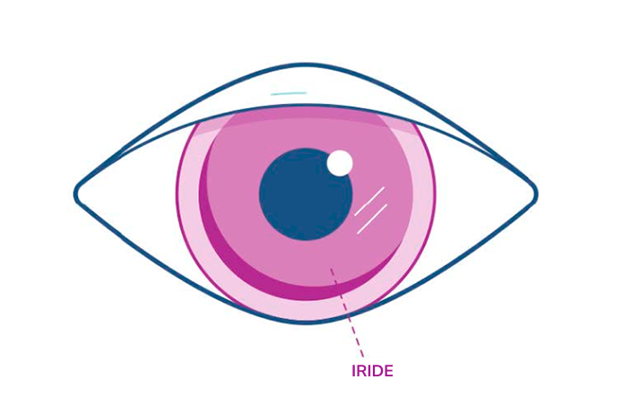 Illustrazione di un occhio che evidenzia l'iride