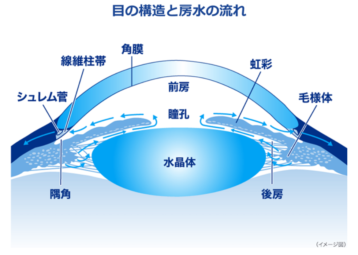 目の構造と房水の流れ