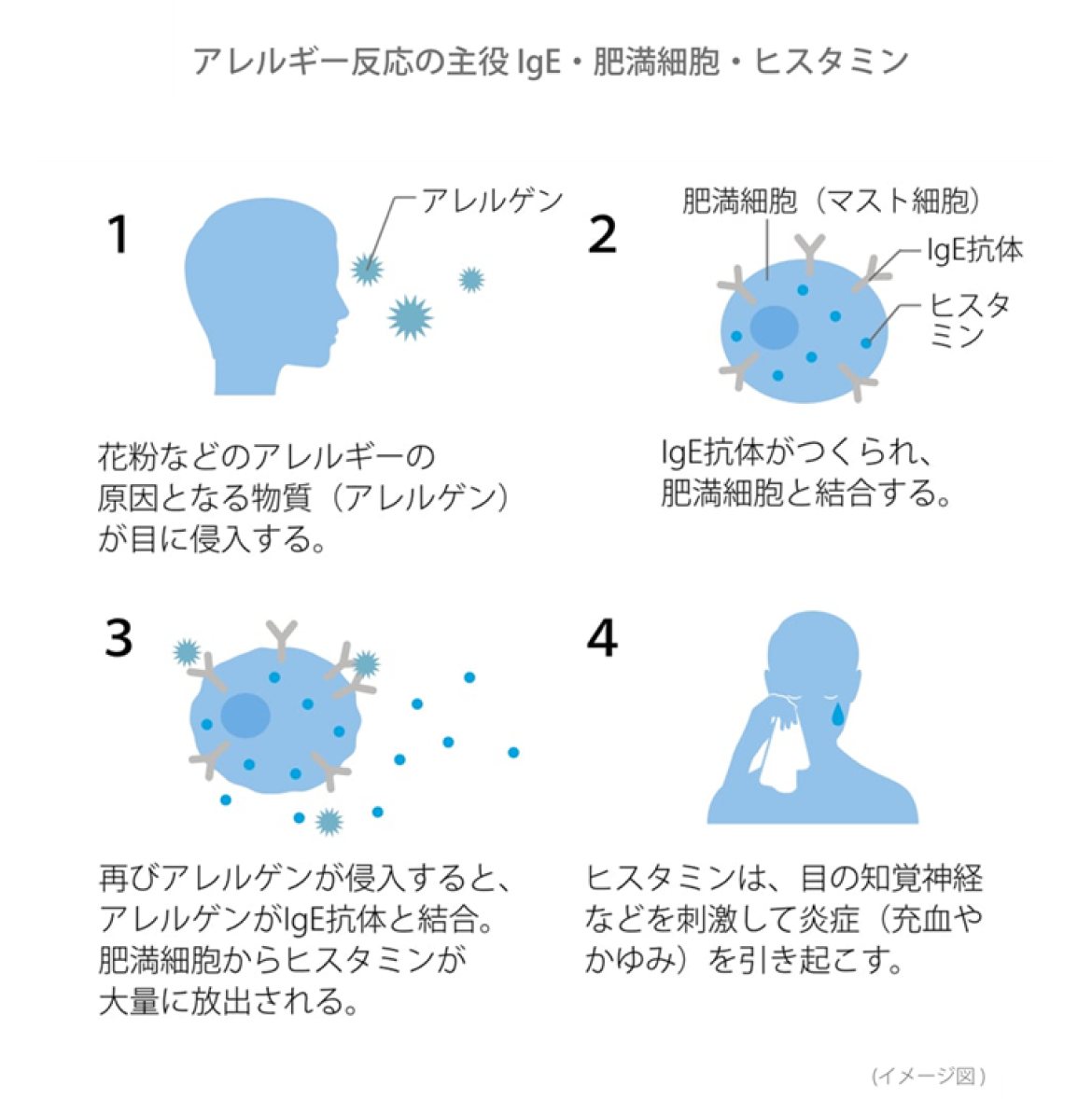 アレルギー反応の主役 IgE・肥満細胞・ヒスタミン