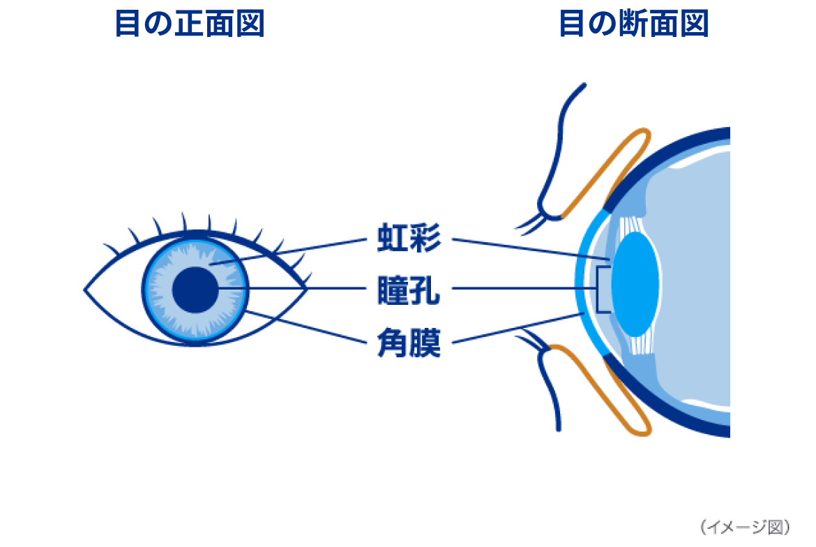 虹彩 瞳孔 角膜 イメージ図