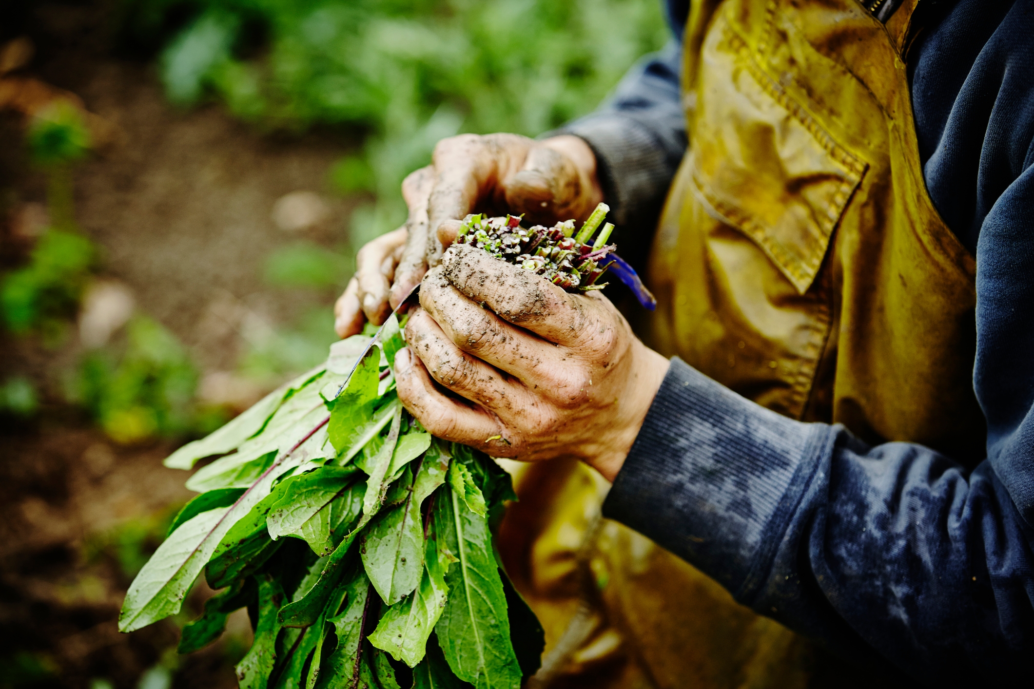 Organic agriculture. Органическое сельское хозяйство. Экология органическое сельское хозяйство. Биоразнообразие в сельском хозяйстве. Органическое земледелие за рубежом.