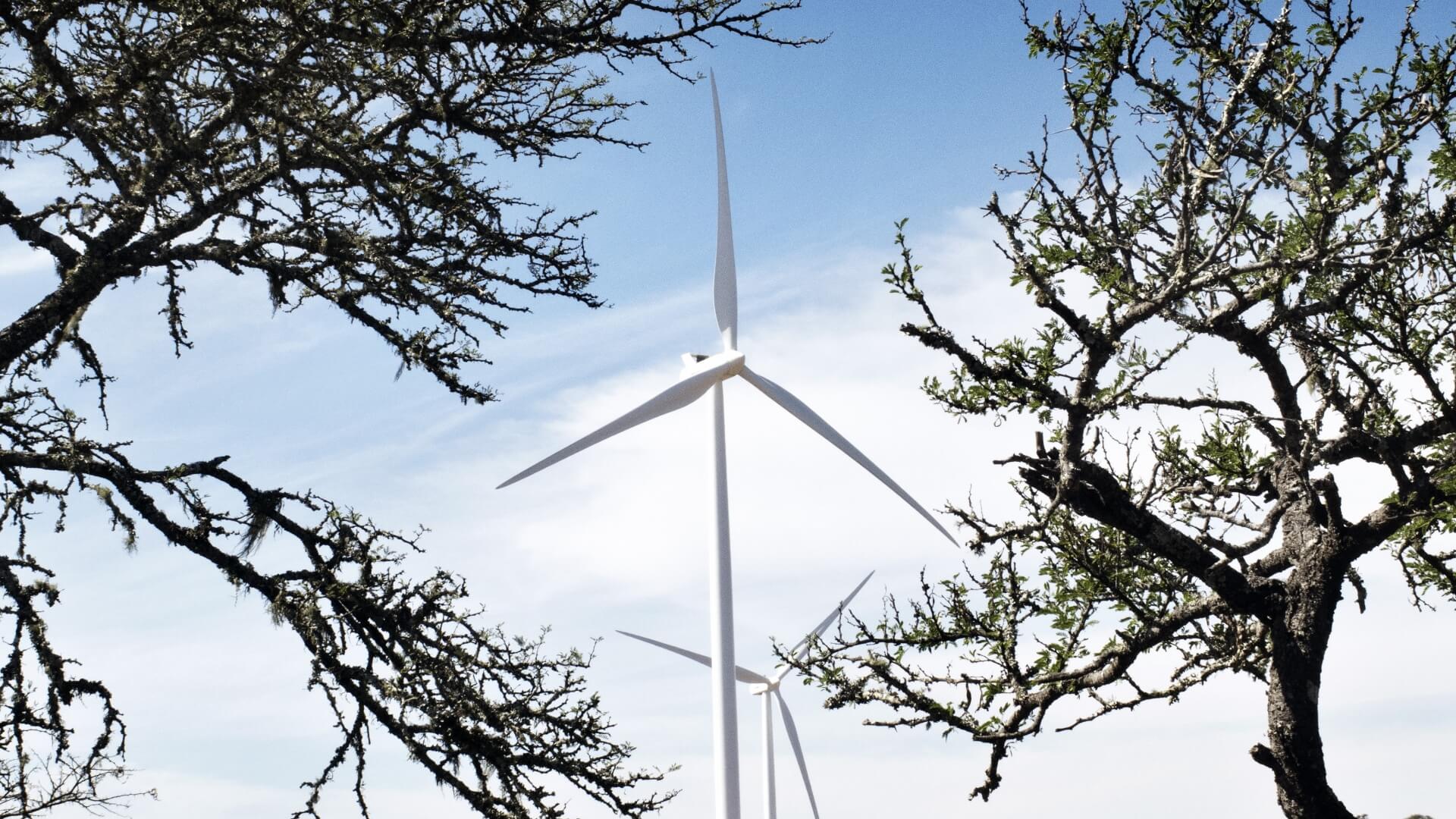 Wind turbines standing tall amidst a backdrop of trees