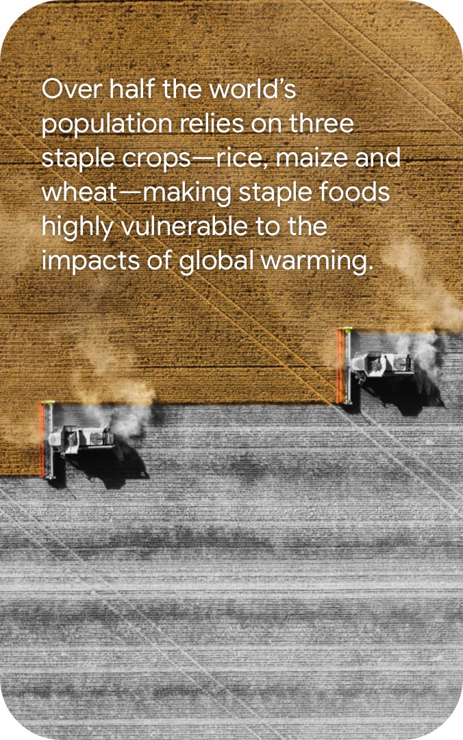 Over half the world’s population relies on three staple crops—rice, maize and wheat—making staple foods highly vulnerable to the impacts of global warming.