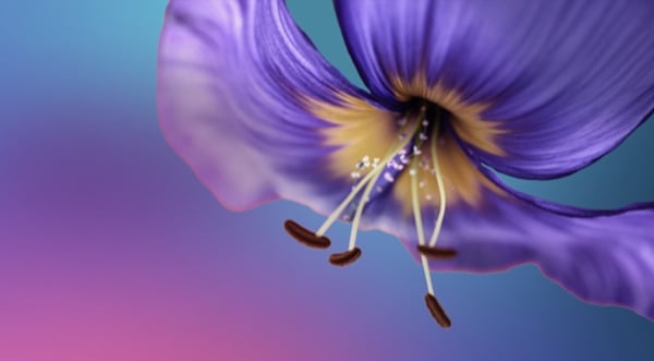 The Networks Boosting Biodiversity