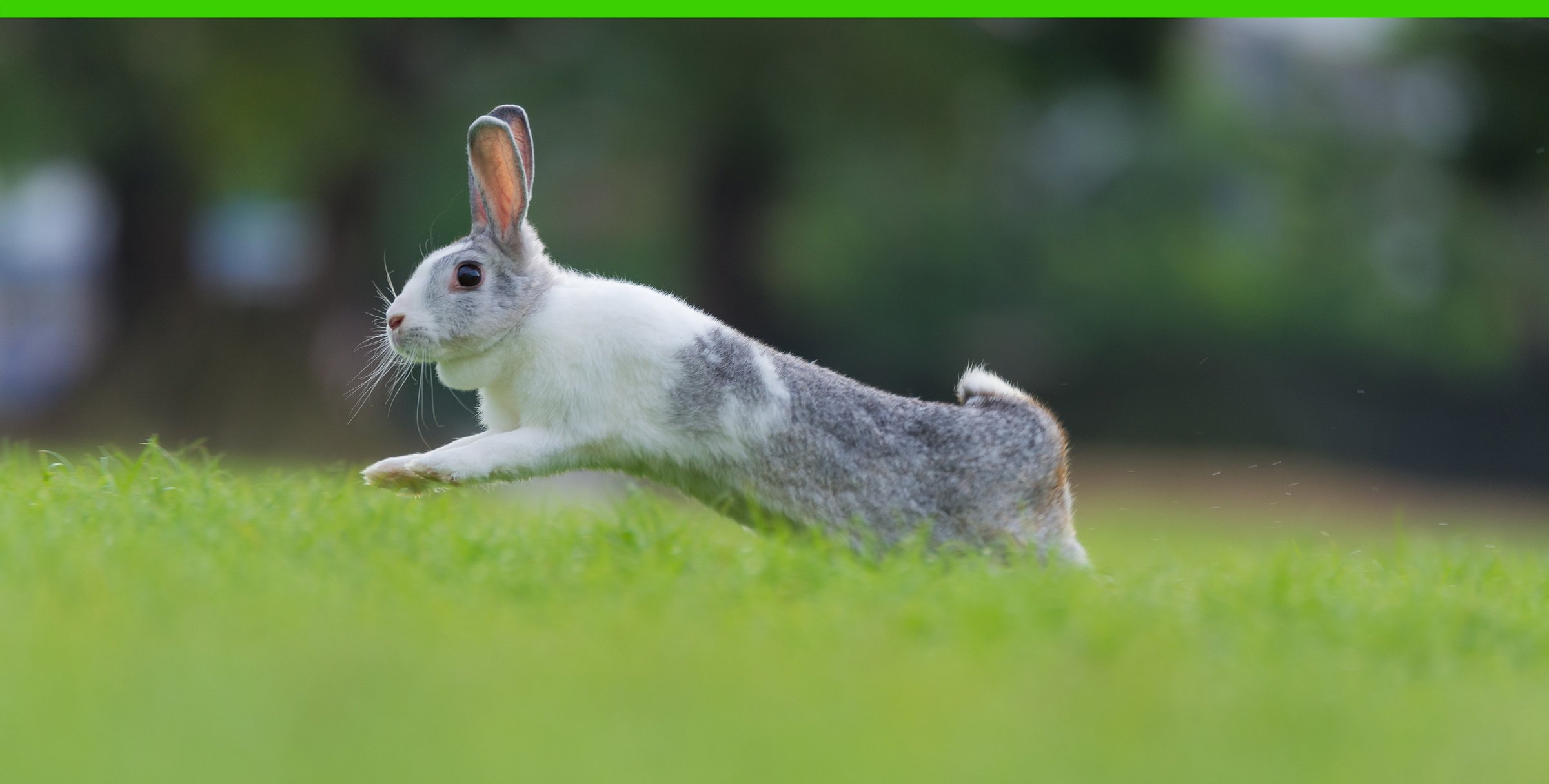 A ‘Surprise’ Bounce in the Year of the Rabbit?