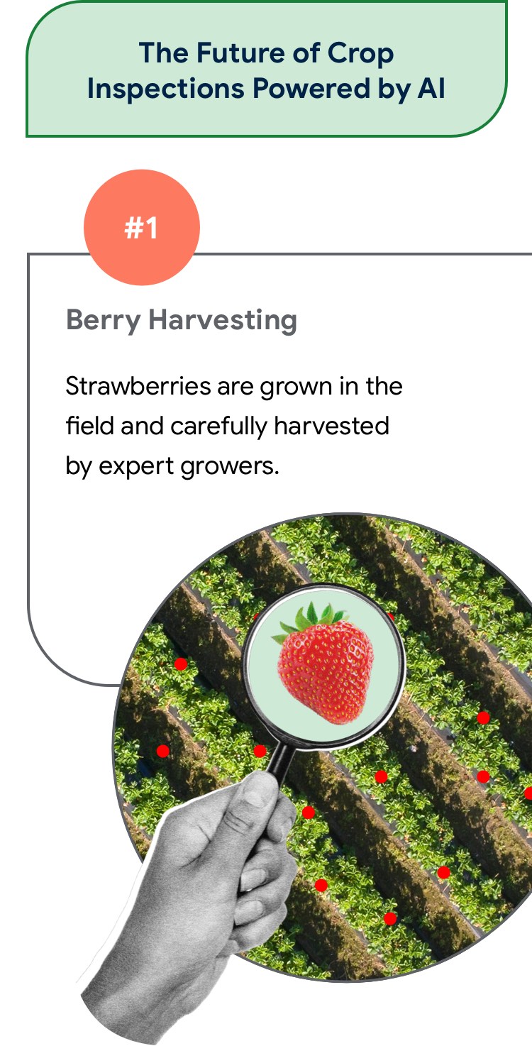 The Future of Crop Inspections Powered by AI  Berry Harvesting  Strawberries are grown in the field and carefully harvested by expert growers.