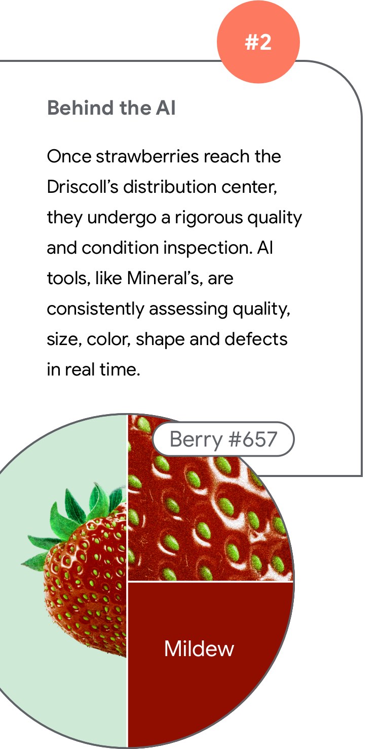 Behind the AI  Once strawberries reach the Driscoll’s distribution center, they undergo a rigorous quality and condition inspection. AI tools, like Mineral’s, are consistently assessing quality, size, color, shape and defects in real time.