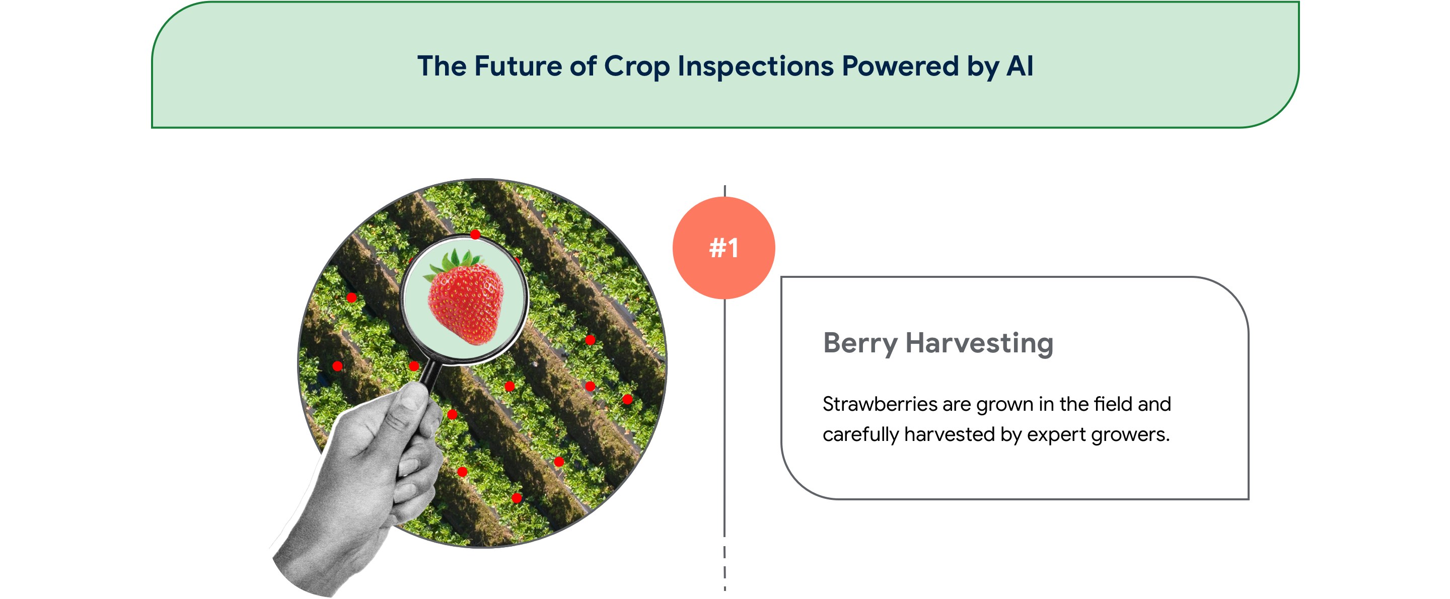 The Future of Crop Inspections Powered by AI  Berry Harvesting  Strawberries are grown in the field and carefully harvested by expert growers.