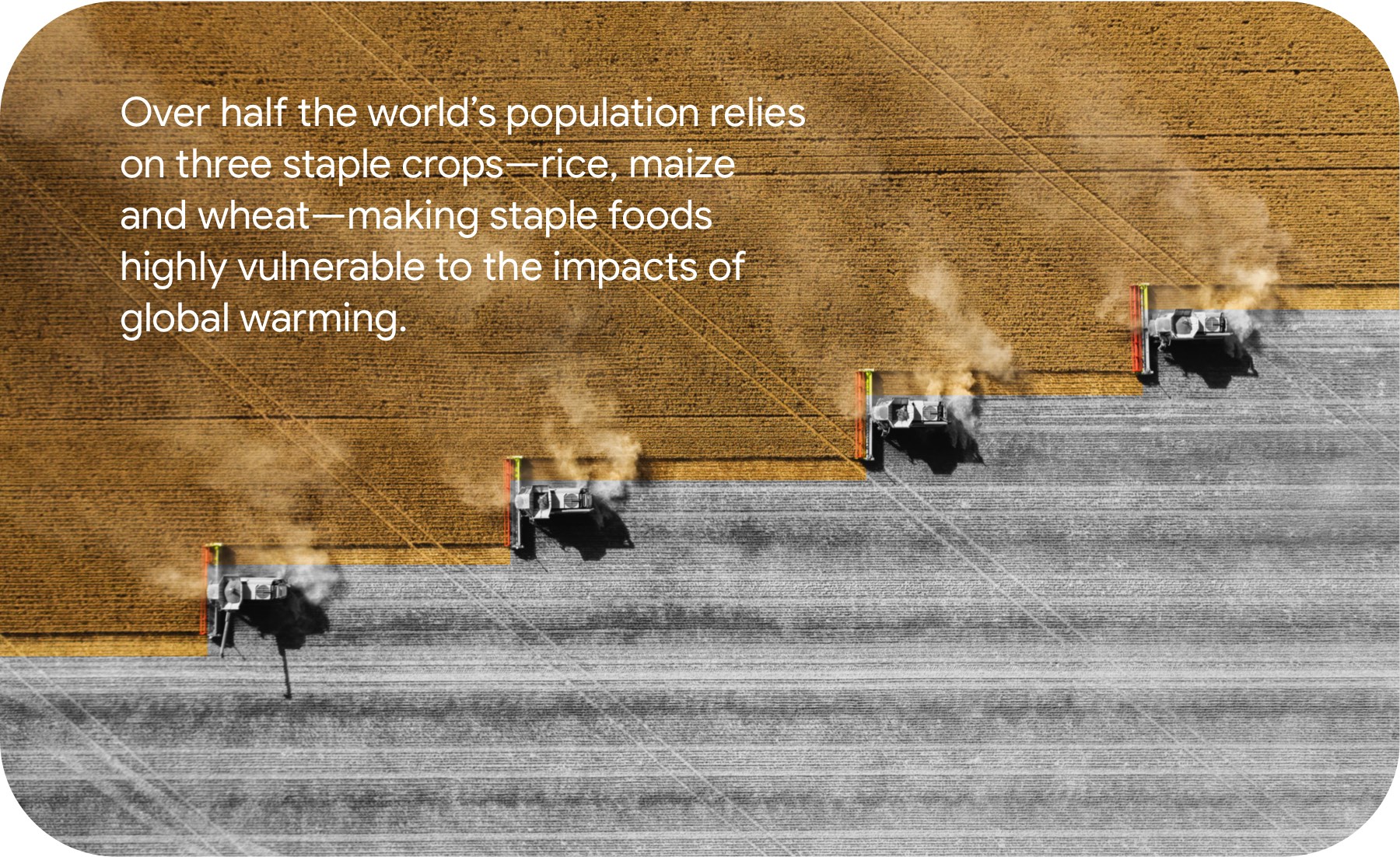 Over half the world’s population relies on three staple crops—rice, maize and wheat—making staple foods highly vulnerable to the impacts of global warming.