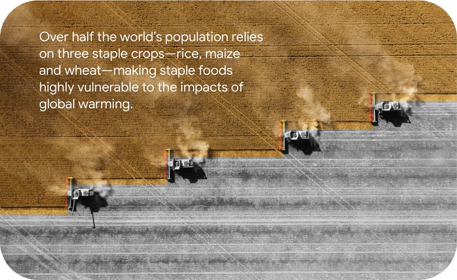Over half the world’s population relies on three staple crops—rice, maize and wheat—making staple foods highly vulnerable to the impacts of global warming.