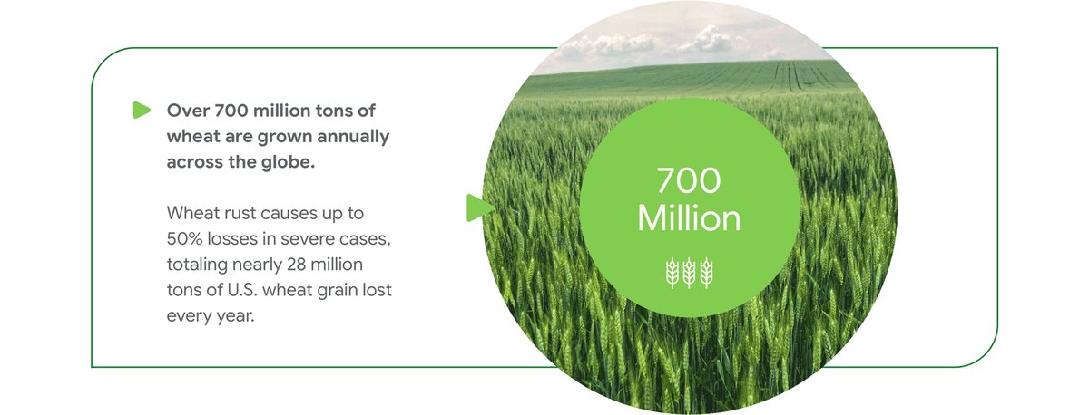 Over 700 million tons of  wheat are grown annually across the globe.  Wheat rust causes up to  50% losses in severe cases, totaling nearly 28 million  tons of U.S. wheat grain lost every year.