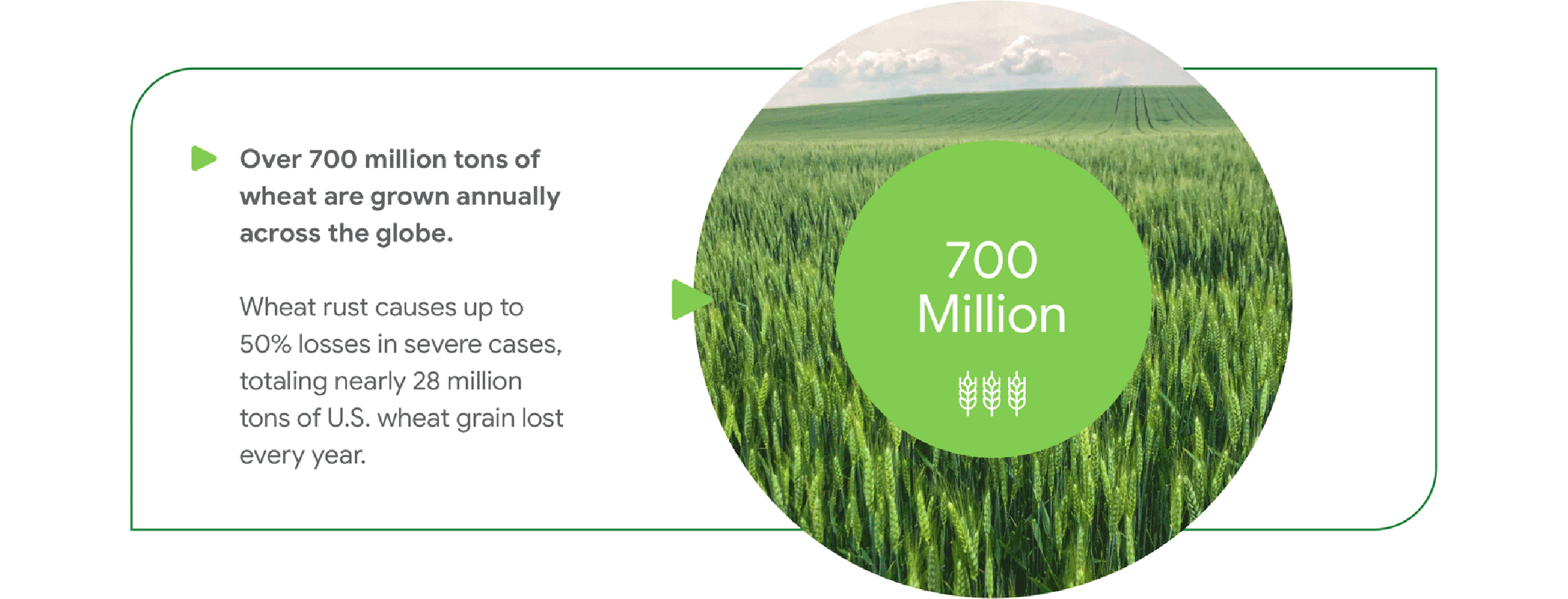 Over 700 million tons of  wheat are grown annually across the globe.  Wheat rust causes up to  50% losses in severe cases, totaling nearly 28 million  tons of U.S. wheat grain lost every year.