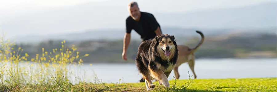 Wide | Man Running Outdoors With Dogs