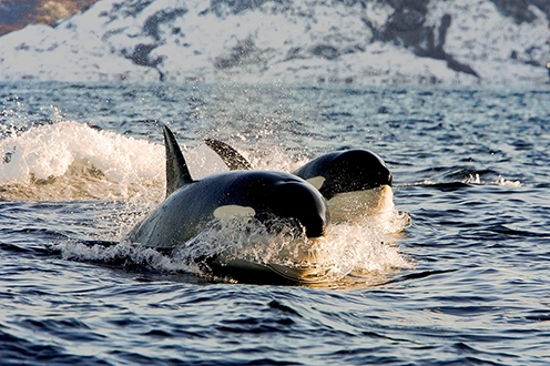 Why winter whale watching is best in Norway