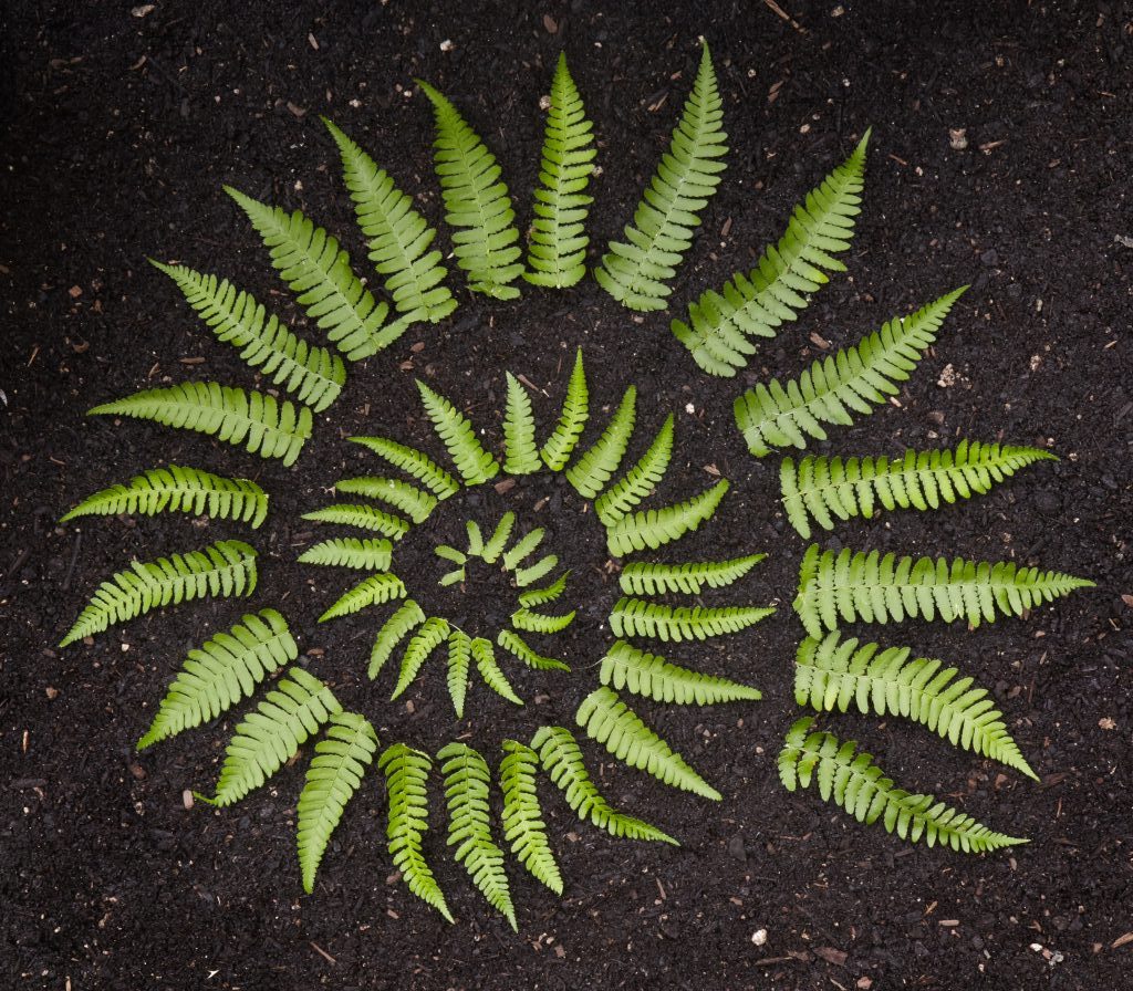 FernSpiral_retouched-1.jpg