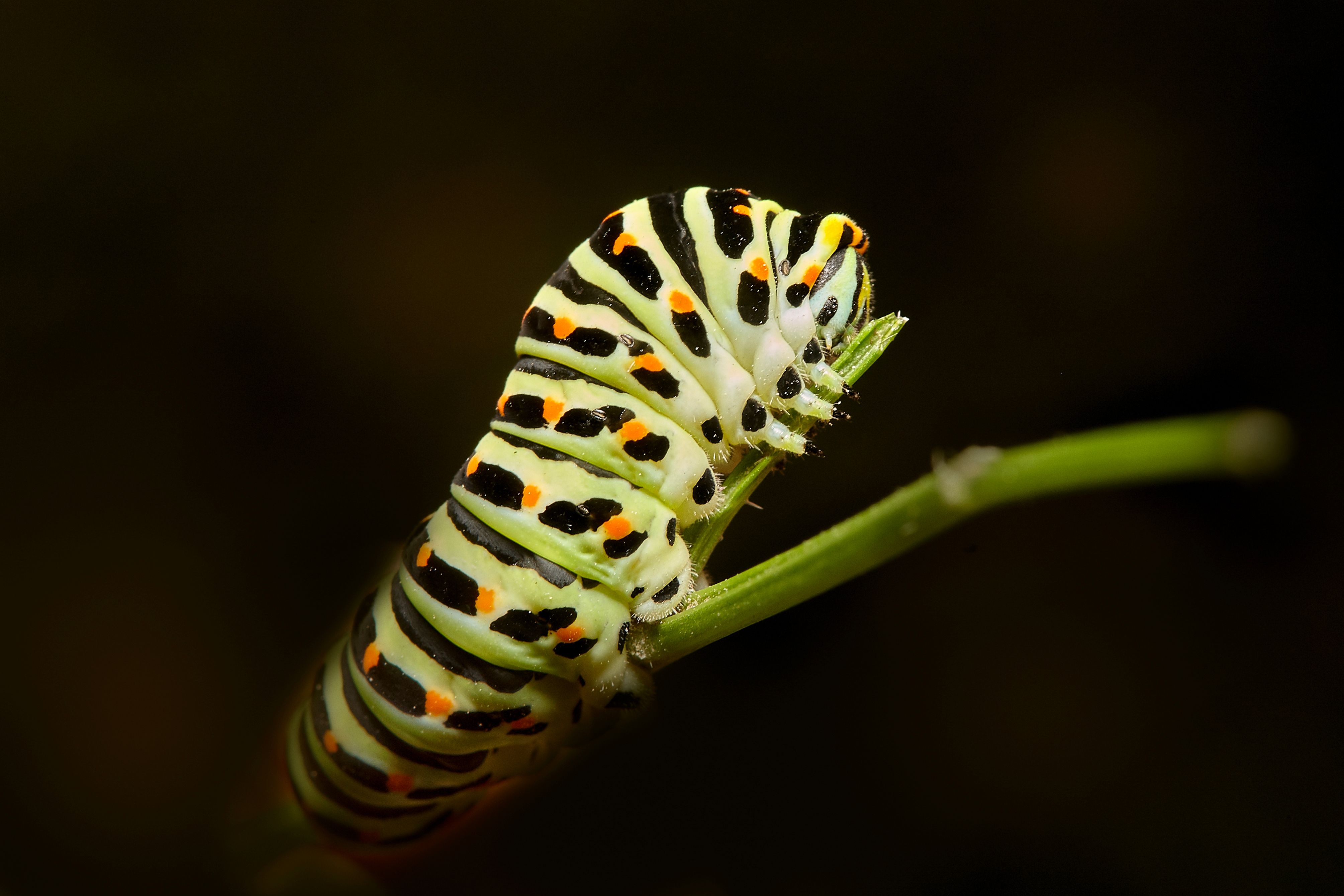 growingcaterpillar_learnmore.jpg