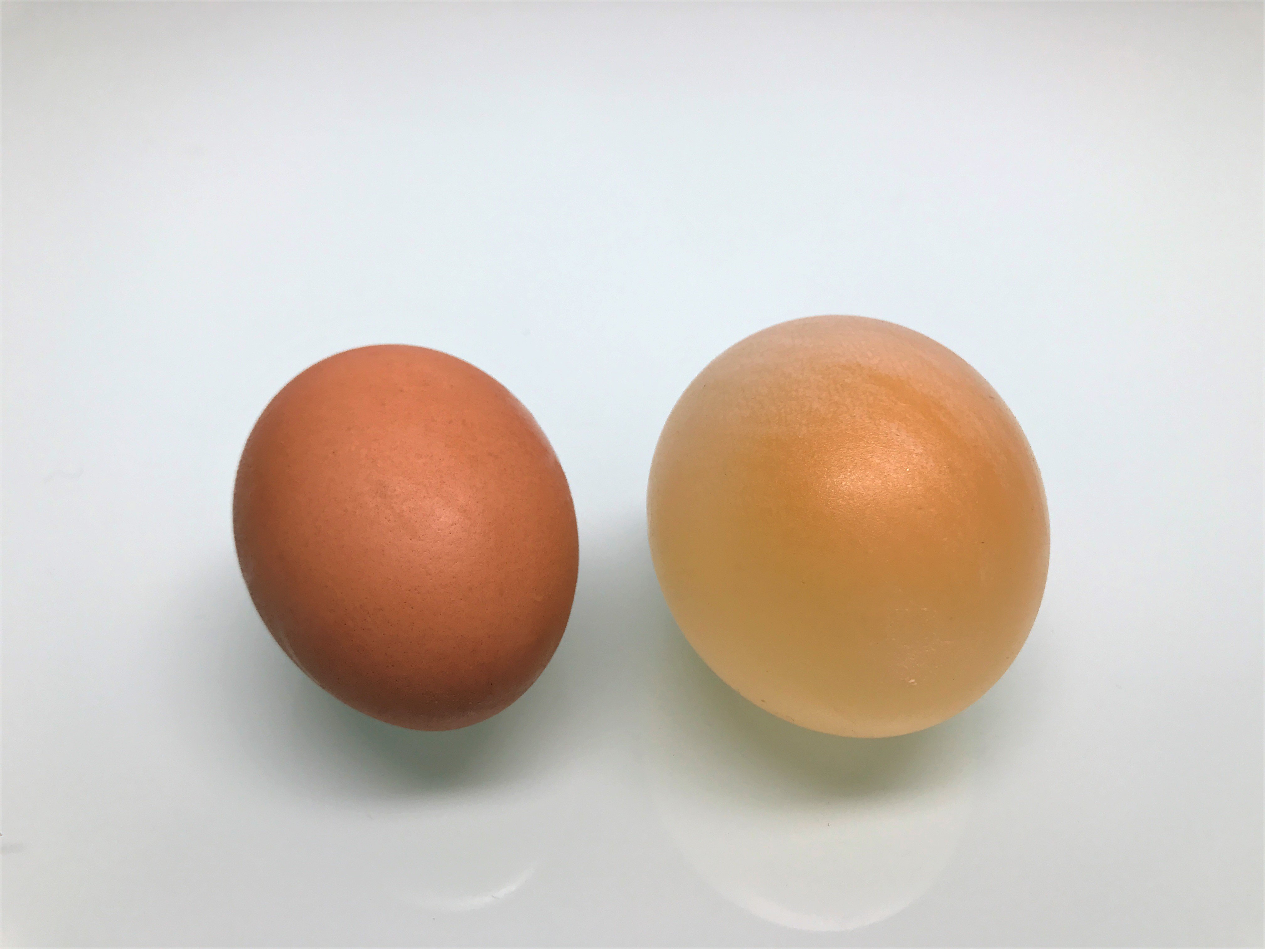 Science Experiment Egg Vinegar