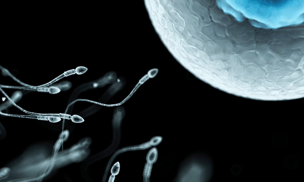Illustration of sperm reaching egg