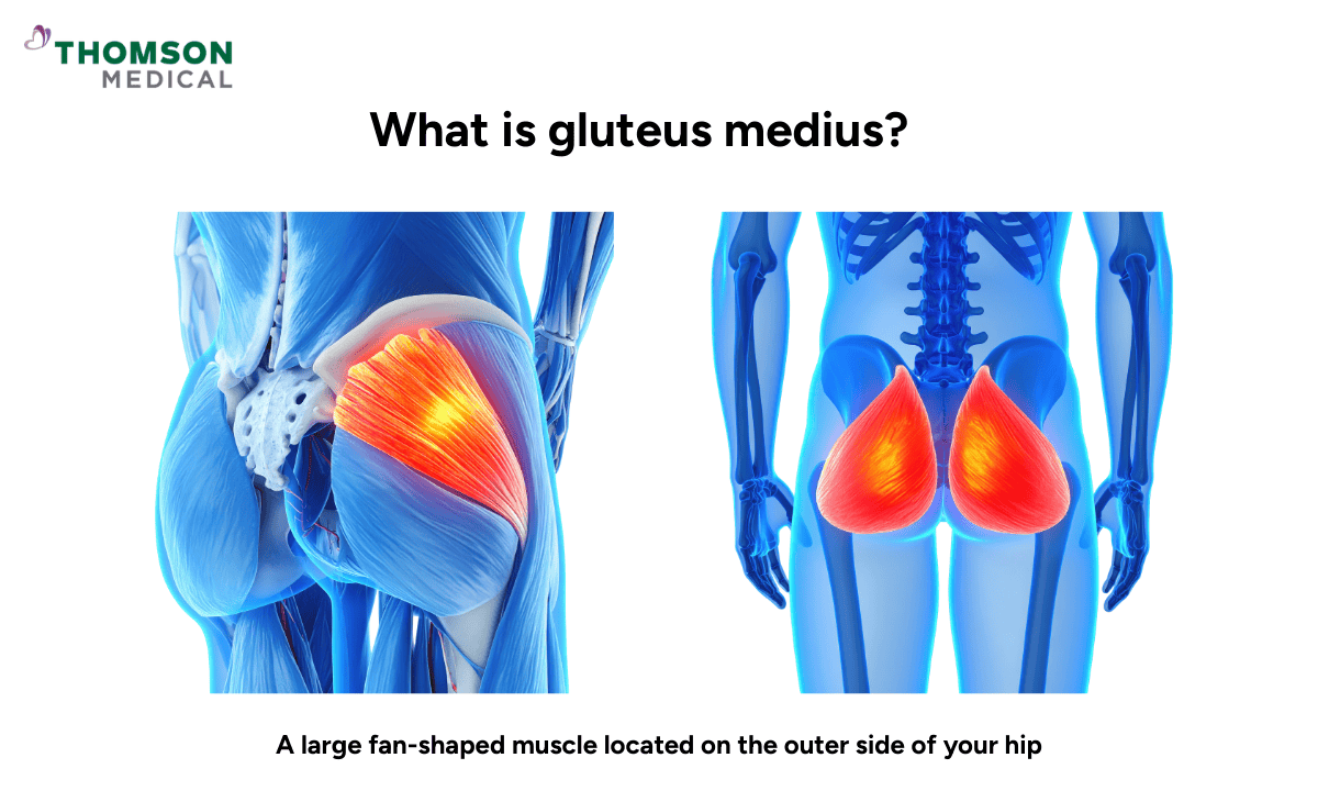 image of gluteus medius