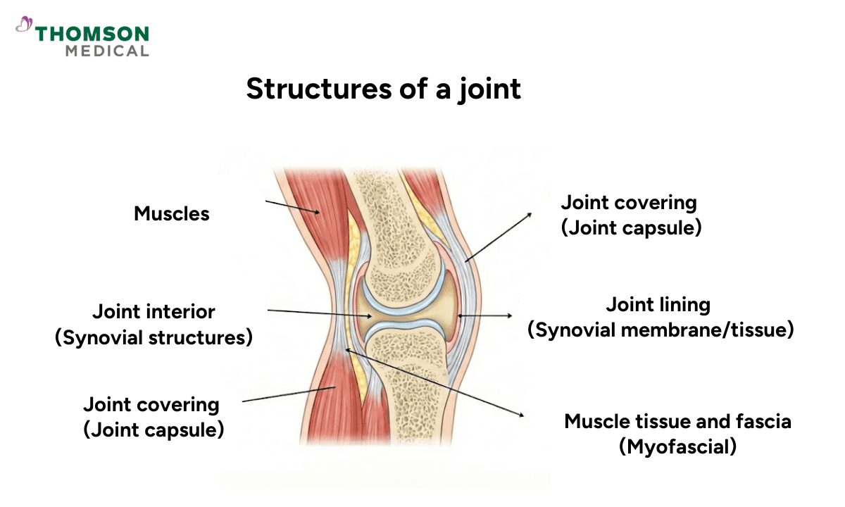 A labeled medical diagram titled Structures of a joint showing a cross-section of a knee, pointing out muscles, joint capsule, synovial structures, and myofascial tissue.