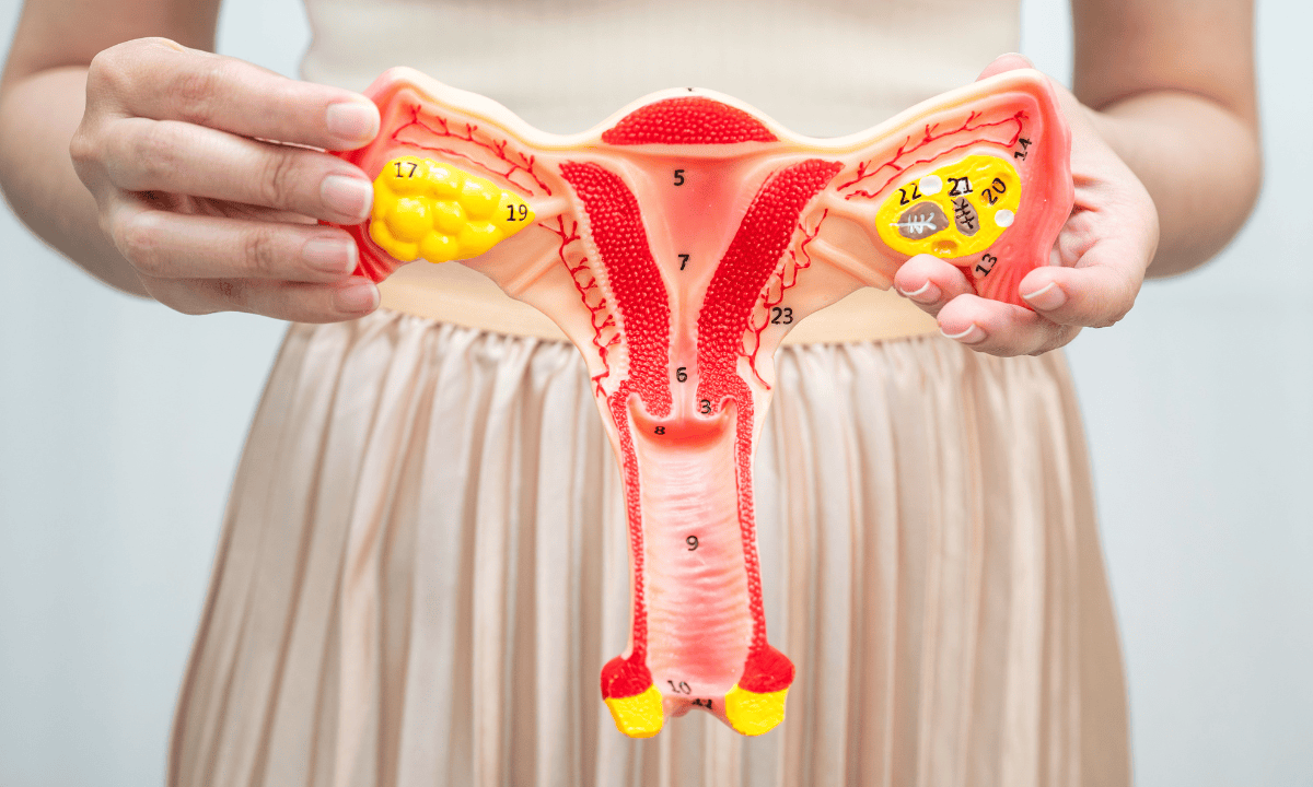 Ffemale reproductive system