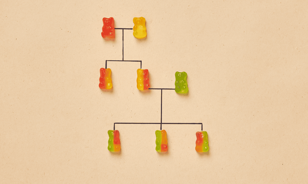 A family tree diagram created using colorful gummy bears to illustrate genetic inheritance and traits.